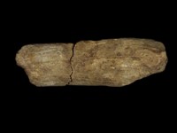 藏品(動物肢骨化石)的圖片